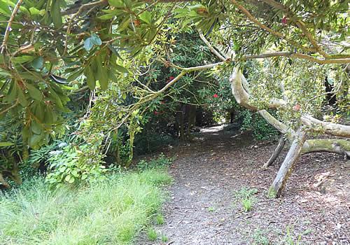 Photo Gallery Image - Penjerrick Garden